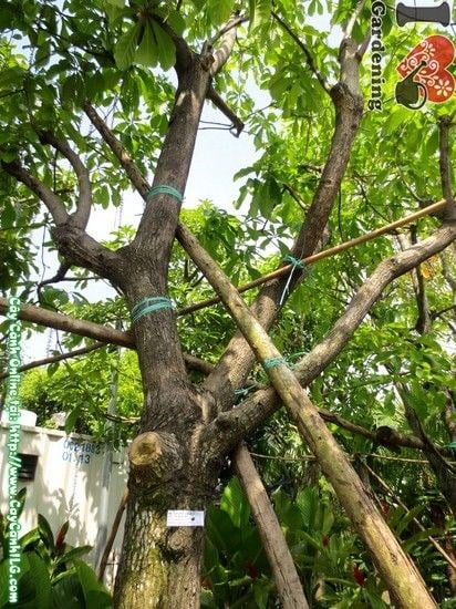 cây lộc vừng ms 03971 hoa đỏ tán đẹp