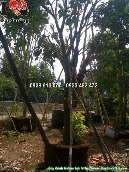 Cây lộc vừng cao 5m đường kính 28cm – cây công trình tán rộng bóng mát