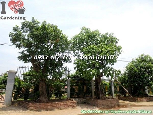 Hình ảnh thực tế cây lộc vừng cổ thụ cao 6m đk 60cm Ms 21914 – ILG