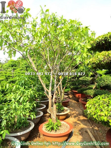 cây lộc vừng trồng chậu 2m5 tán rộng