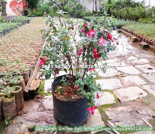Hoa lồng đèn búp bê cánh kép sắc hồng đỏ rực rỡ