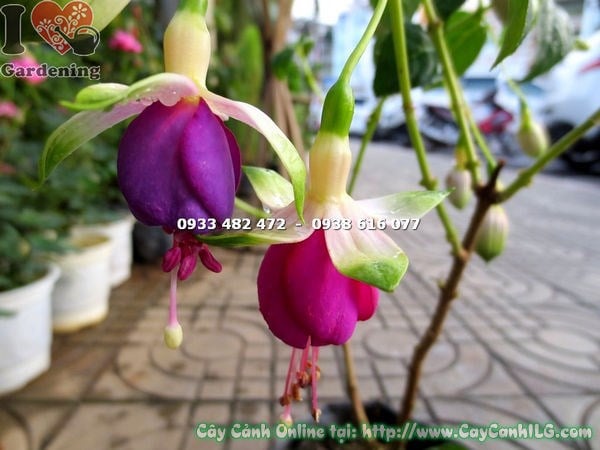 Cây lồng đèn hoa tím hồng trồng trong chậu, kích thước 30cm