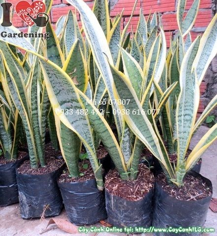 Cây lưỡi hổ cao 40cm tại vườn ILG