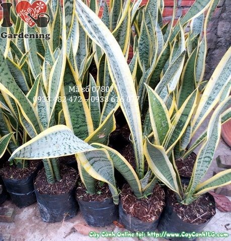 Cây lưỡi hổ trang trí nội thất văn phòng