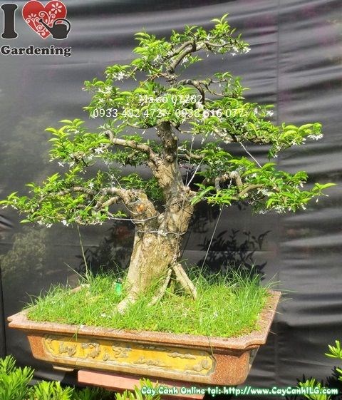 Dáng thế cây mai chiếu thủy bonsai già 90cm hoành 58cm nhìn từ bên cạnh