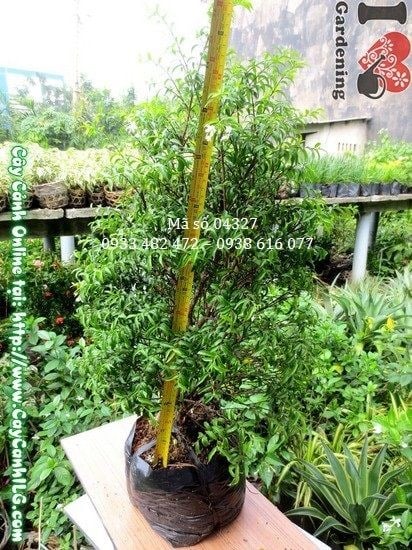 Cây mai chiếu thủy cao 60cm – Ms 04327 tại ILG