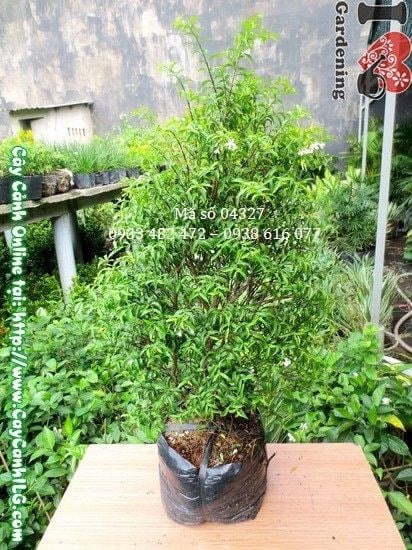 Cây mai chiếu thủy 60cm hoa trắng đẹp – ILG
