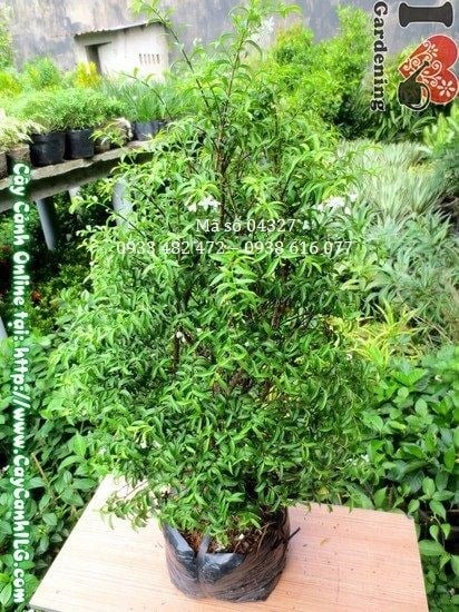 Cây mai chiếu thủy 60cm dáng đẹp tự nhiên