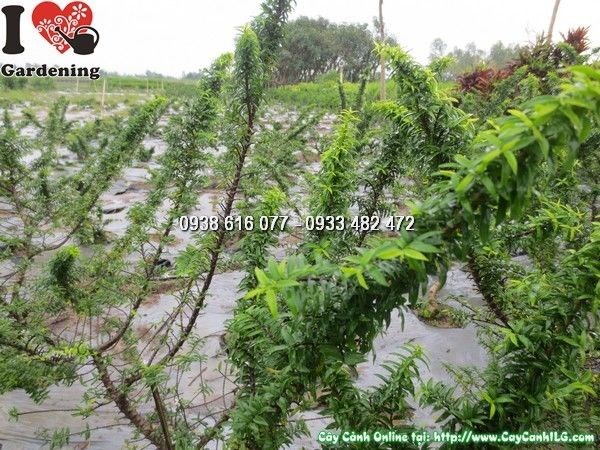 Cây mai chiếu thủy giống mới 50cm hoa trắng đẹp