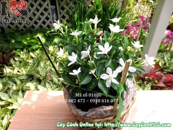 Cây mai chỉ thiên cao 25cm quả nhiều màu sắc rực rỡ