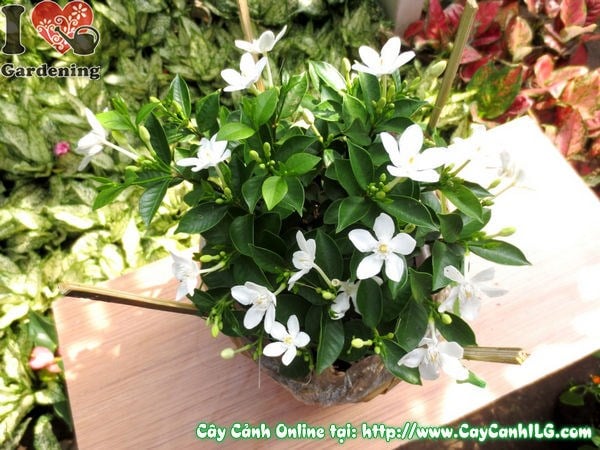 Cây mai chỉ thiên 25cm dáng bụi đẹp nhiều quả
