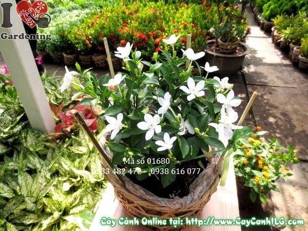Cây mai chỉ thiên trồng trang trí cảnh quan