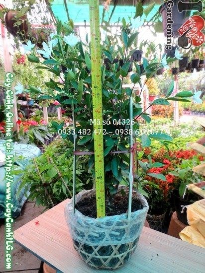 Cây mai chỉ thiên quả chỉ thẳng lên trời màu sắc rực rỡ