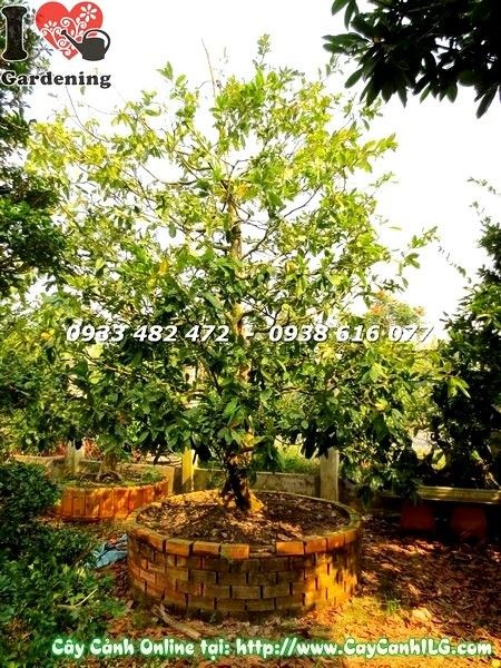 chăm sóc cây mai vàng cổ thụ cao 4m gốc đẹp