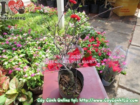 Cây Mai Đào Đà Lạt MS 05201 – ILG cung cấp sỉ lẻ