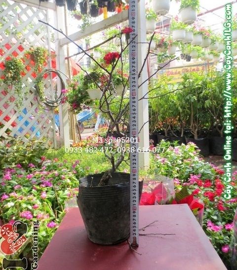 Đặc điểm cây Mai Đào Đà Lạt Ms 05201