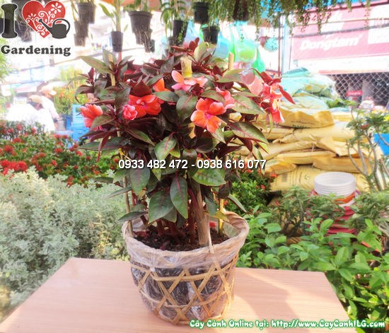 cây mai dạ thảo 30cm - ms 12163 - hình ảnh thực tế tại vườn ILG