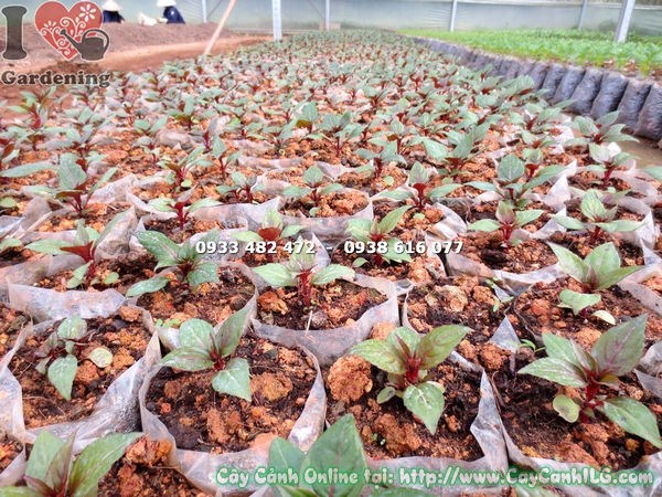 Cây mai địa thảo giống khỏe mạnh, rễ chắc sẵn sàng trồng