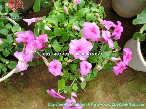 Đặc điểm lá và hoa cây mai địa thảo hồng