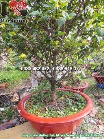 Cây mai đỏ cao 1,8m tán đẹp sau khi cắt tỉa tạo dáng