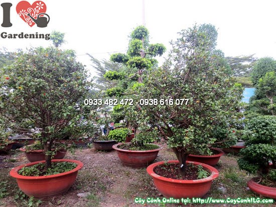 Cây mai đỏ cao 2m tán đẹp tại vườn ILG