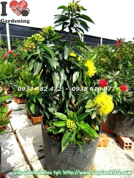 Cây mai thái vàng ứng dụng trang trí cảnh quan