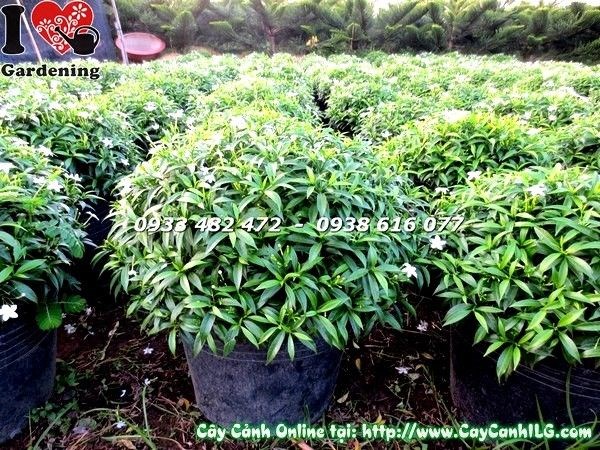 Hoa mai tiểu thư trắng thơm nở rộ sau khi kích hoa