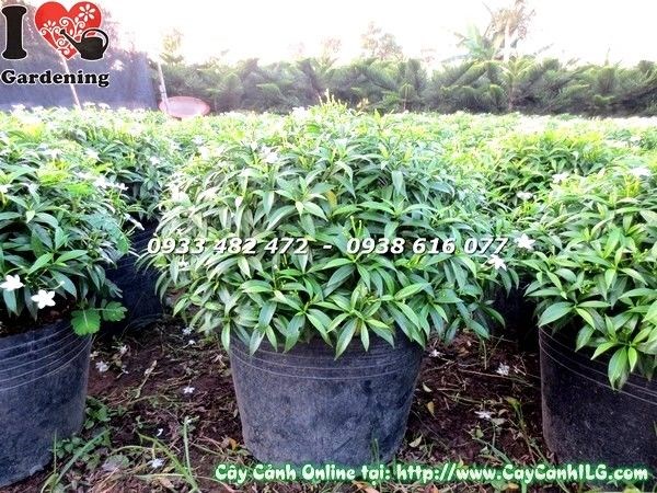 Cây mai tiểu thư xanh tốt khỏe mạnh tại vườn ILG