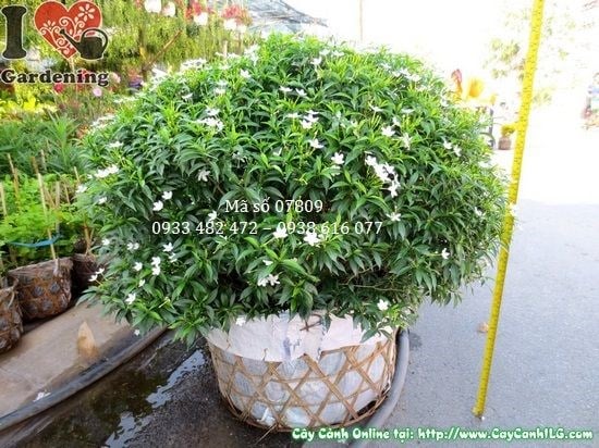 Cây mai tiểu thư cao 50cm tán 70cm Ms 07809 tại ILG