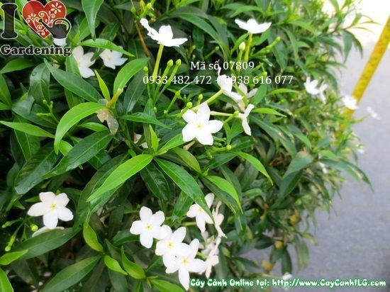 Đặc điểm lá và cành cây mai tiểu thư 50cm tán 70cm Ms 07809