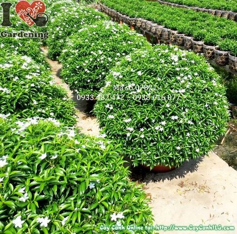 Tán tròn đầy đặn cây mai tiểu thư cắt tròn lớn 60cm