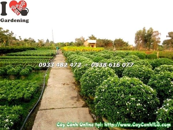 Vườn cây mai tiểu thư cắt tròn lớn tại ILG caycanhilg.com