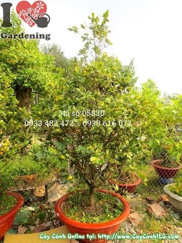 Cây mai tứ quý khỏe mạnh, lá xanh đậm, cành cứng cáp