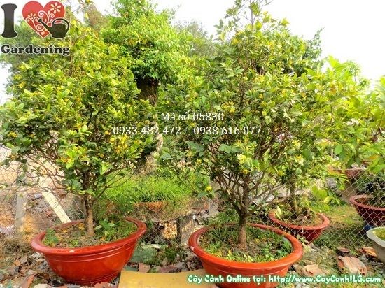 Cây mai tứ quý cao 1m8 – lộ trình phát triển đẹp tại ILG