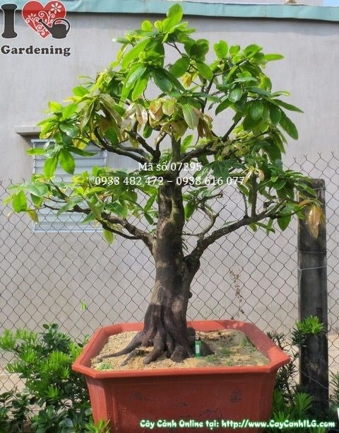 Cây mai vàng bonsai cao 1m25 dáng đẹp