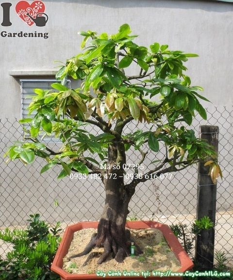 Mai vàng bonsai trưng bày khuôn viên sang trọng