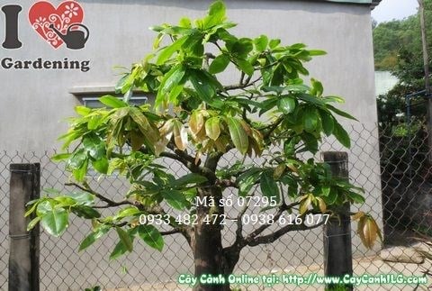 Cây mai vàng bonsai cao 1m2 – hoa vàng rực rỡ