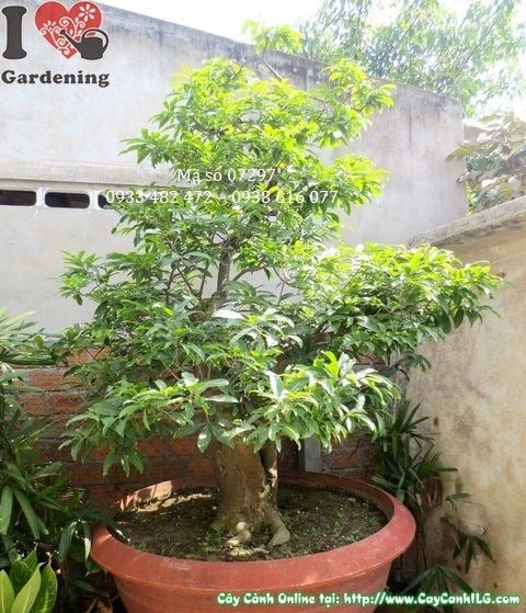 Cây mai vàng bonsai cổ thụ cao 2m3 Ms 07297 – toàn cảnh dáng cổ thụ bề thế