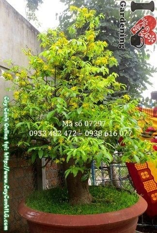 Cây mai vàng bonsai cổ thụ 2m3 – dáng cành uốn lượn nghệ thuật