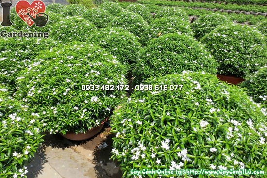 Tán cầu cây mai vạn phúc cắt tròn lớn 60cm – cảnh quan sân vườn