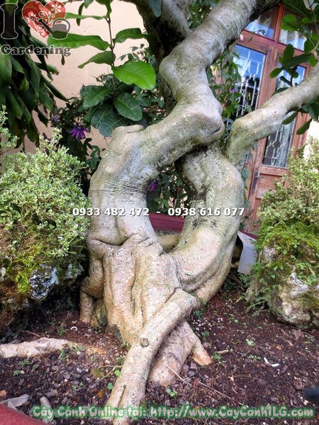 hoa mai xanh lam tím nở đẹp trên cây bonsai cao 1.7m