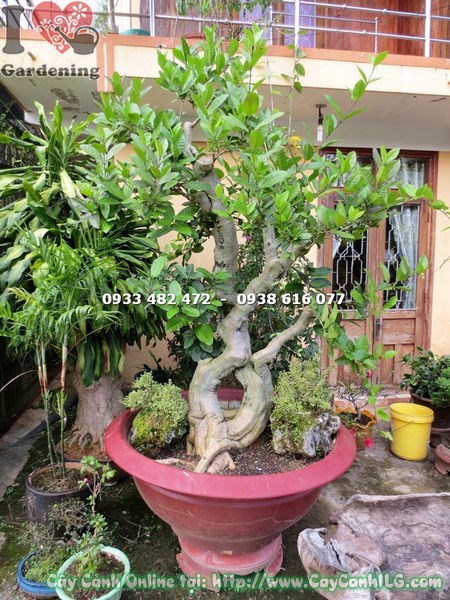 cây mai xanh bonsai cao 1.7m Ms 13320 toàn cảnh