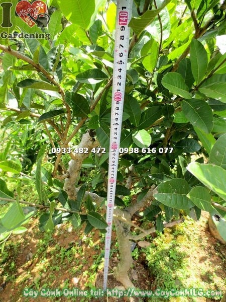 Cây mai xanh với gốc bền đẹp, tán xanh mướt