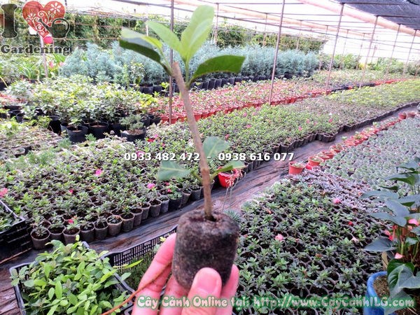 Cây mai xanh giống viên nén 10cm hoa tím xanh dịu mắt