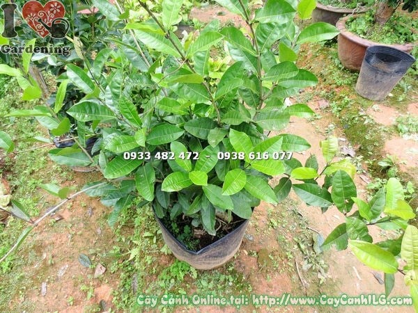 Cây mai xanh gốc lớn cao 50cm trưng bày trang trí không gian