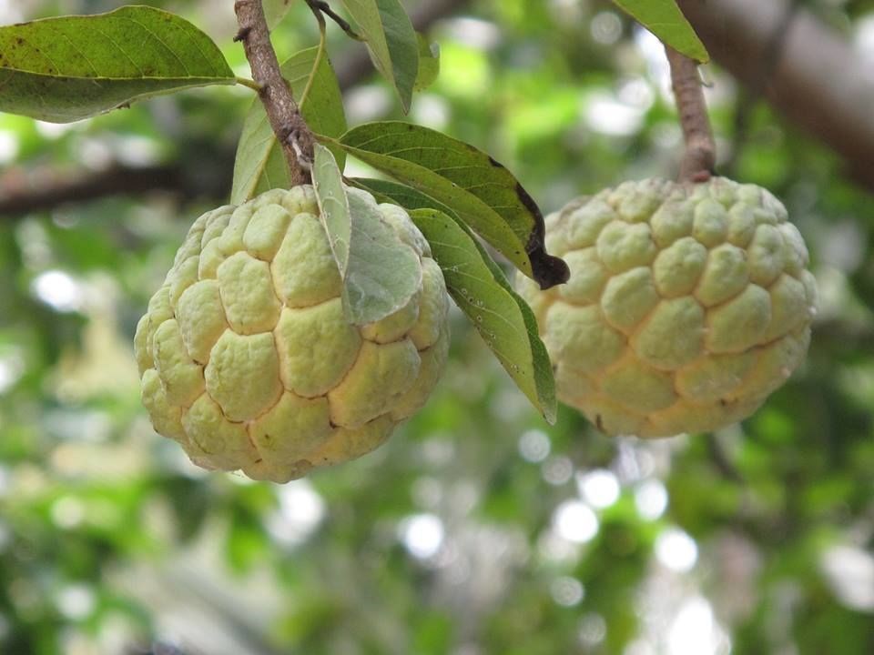 Cây mãng cầu tươi tốt tại vườn ILG
