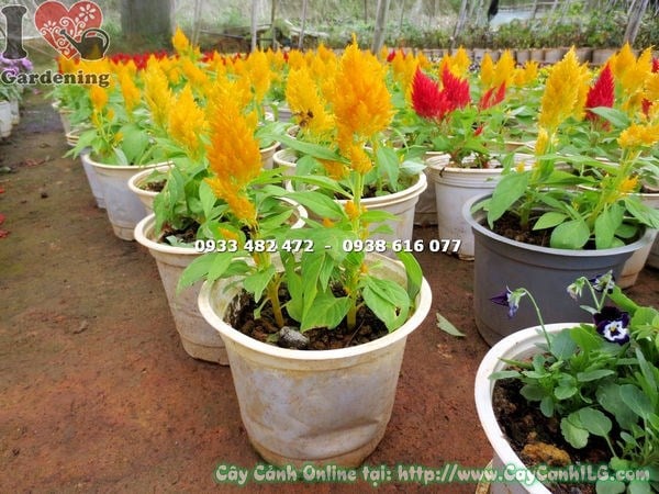 Cây mào gà mỹ hoa vàng cao 15cm - sắc vàng rực rỡ tại ILG