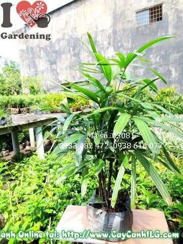 cây mật cật 90cm lá xanh bóng trang trí nội thất