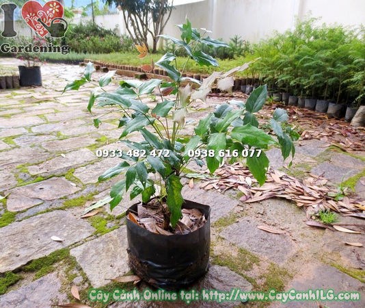 cây mật gấu giống cao 40cm Ms 14803