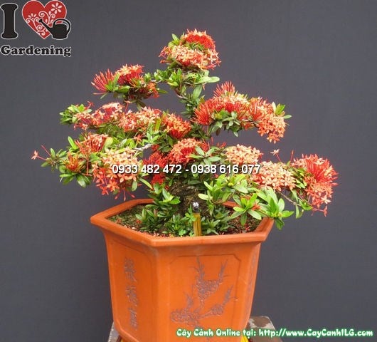 Cây mẫu đơn đỏ nở hoa đẹp